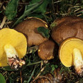 Suillus collinitus Ringloser Butterpilz