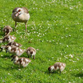 Nilgans-Mutterglück