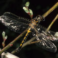 Nordische Moosjungfer Leucorrhinia rubicunda