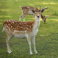 Damwild