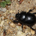 Wald-Mistkäfer Anoplotrupes stercorosus