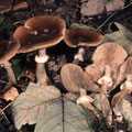 Agrocybe erebia Leberbrauner Ackerling