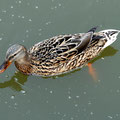 Stockente