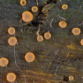 Orbilia luteorubella