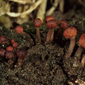 Claviceps purpurea Purpurbrauner Mutterkornpilz