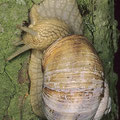 Weinbergschnecke