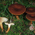 Lactarius serifluus Wässriger Milchling