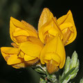 Stechginster Ulex europaeus