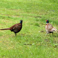 Fasanenkampf-Bild 26