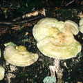 Trametes pubescens Samtige Tramete