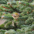 Wintergoldhähnchen