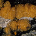 Tremella mesenterica Goldgelber Zitterling