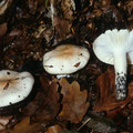 Hygrophorus poetarum Isabellrötlicher Schneckling