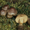 Hebeloma marginatulum Berandeter Alpen-Fälbling