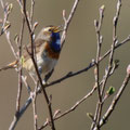 Blaukehlchen