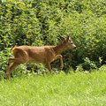 Rehbock-Junger im Schloßwald