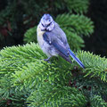 Blaumeise-Jungvogel