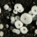 Lasiosphaeria ovina Eiförmiger Kohlepustelpilz