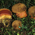 Boletus luridiformis Flockenstieliger Hexenröhrling