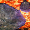 Terana caerulea- Blauer Rindenpilz