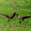 Fasanenkampf-Bild 6