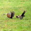 Fasanenkampf-Bild 18