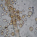 Nematogonum ferrugineum Parasit taxon. Stellung unklar