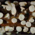 Diderma hemisphaericum Plasmodium