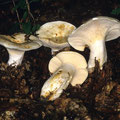 Lactarius piperatus Pfeffer-Milchling