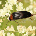 Stachelkäfer Mordellochroa abdominali