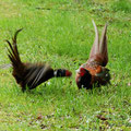 Fasanenkampf-Bild 7