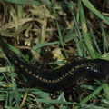 Teichmolch