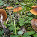 Conocybe-Pholiotina arrhenii Kleinsporiger Glockenschüppling