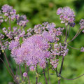 Akeleiblättrige Wiesenraute