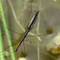 Teichläufer Hydrometra stagnorum