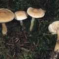 Tricholoma inamoenum Lästiger Ritterling