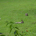 Wildkaninchen-Siesta