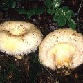 Lactarius citriolens Fransen-Milchling