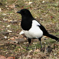 Elster 