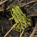 Teichfrosch