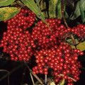 Holunder-Trauben-Roter-Frucht