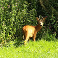 Rehbock-Junger im Schloßwald