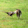 Fasanenkampf-Bild 20