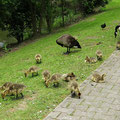 Kanadagansfamilie