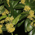Buchsbaum-Buxus sempervirens 