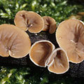 Schizophyllum amplum 1 Pappel-Judasöhrchen