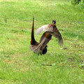 Fasanenkampf-Bild 21