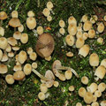 Psathyrella pygmaea Büscheliger Zwerg-Mürbling