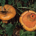 Lactarius salmonicolor Lachs-Reizker