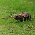 Fasanenkampf-Bild 12